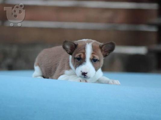 Σκυλιά Basenji